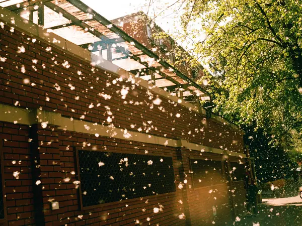 春
